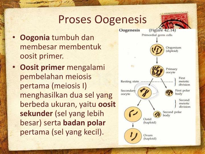 PPT - Sistem Reproduksi (Spermatogenesis dan Oogenesis 