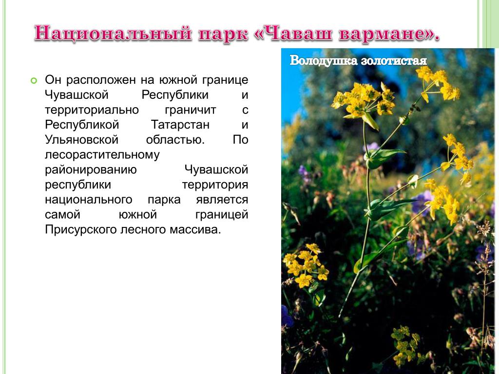 Чуваш вармане проект по окружающему миру Заповедники и национальные парки чувашии фото YugNash.ru