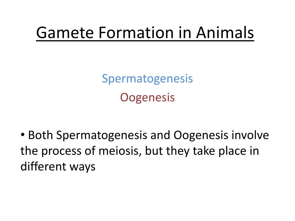 PPT - Gamete Formation in Animals PowerPoint Presentation, free download -  ID:1977916