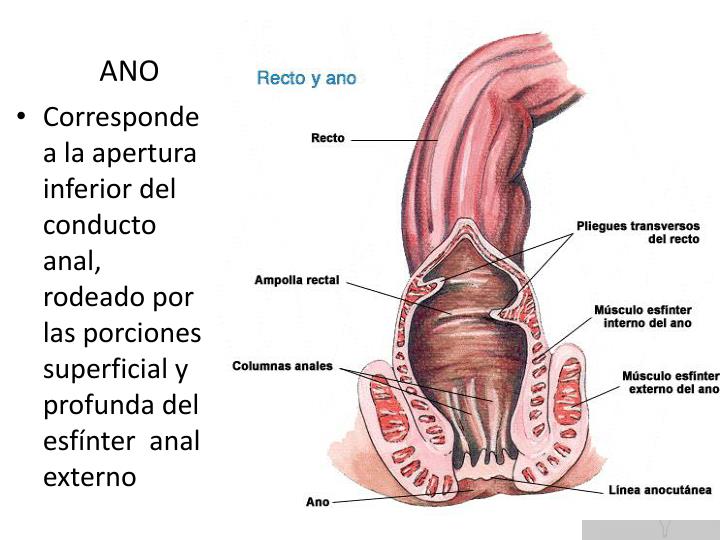 Cuál Es La Función Del Ano En El Sistema Digestivo www.slideserve.com