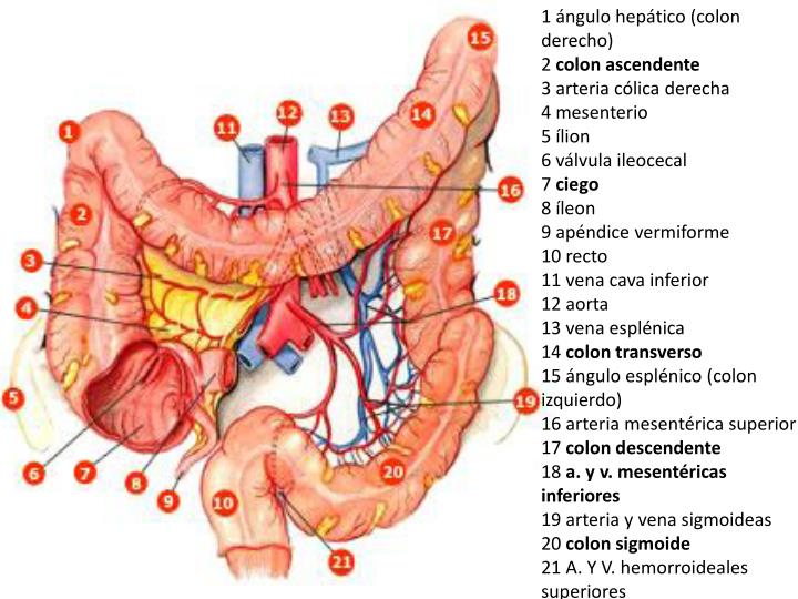 PPT - SISTEMA DIGESTIVO PowerPoint Presentation - ID:1978052