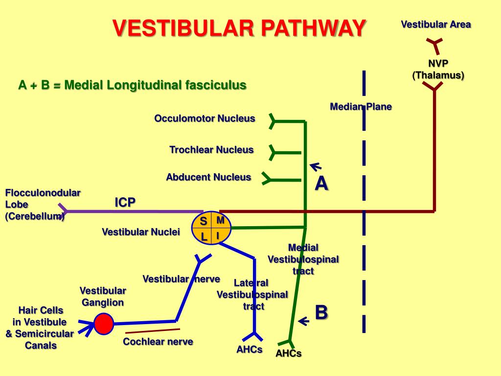 PPT - ANATOMY OF 8 TH CRANIAL NERVES VESTIBULOCOCHLEAR PATHWAYS