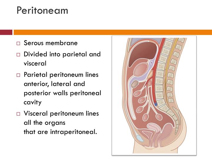 PPT Fascia of the Abdomen PowerPoint Presentation ID