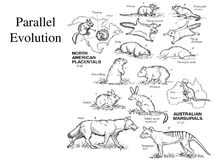 PPT - Evolution PowerPoint Presentation - ID:1979724