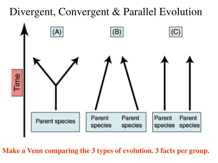 PPT - Evolution PowerPoint Presentation - ID:1979724