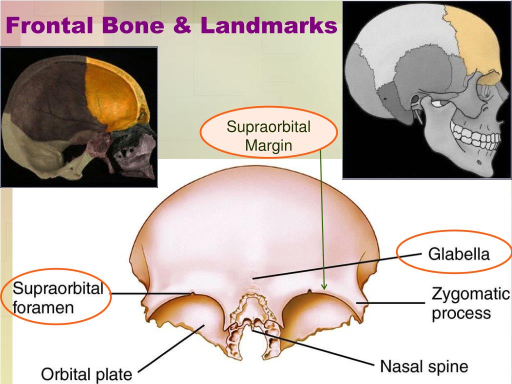 PPT - Chapter 7 AXIAL SKELETON PowerPoint Presentation, free download