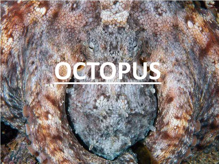 octopus n.