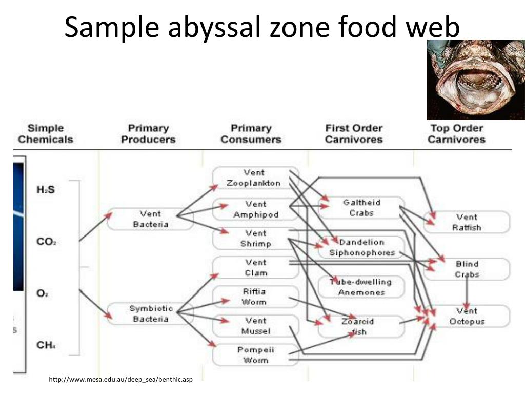 abyssal zone food web