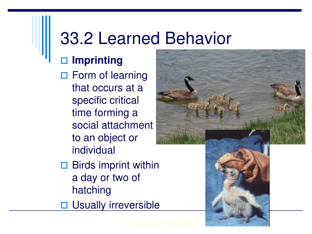 PPT - Animal Behavior PowerPoint Presentation, free download - ID:1981028