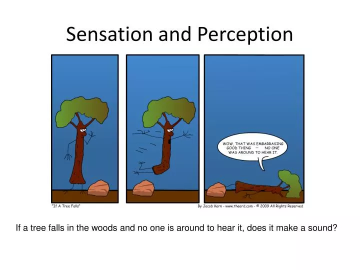 sensation vs perception definition