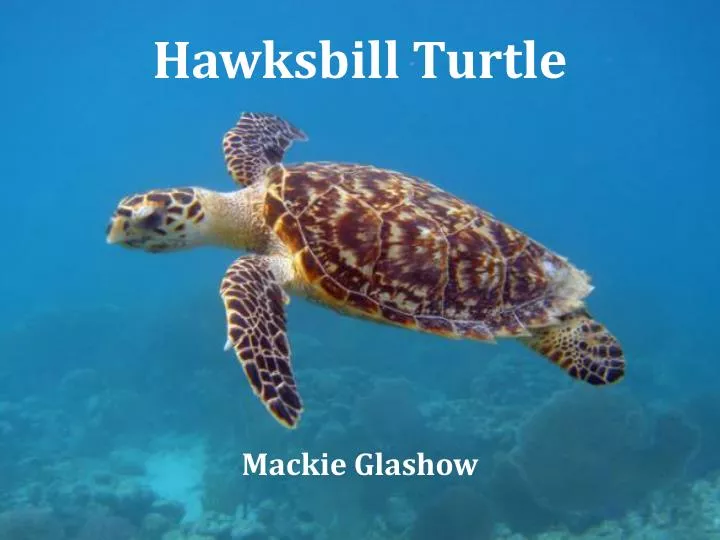 hawksbill turtle n.