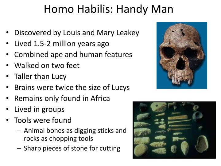 PPT - Austrolopithecus Afarensis : Lucy and her relatives PowerPoint Presentation - ID:1981243