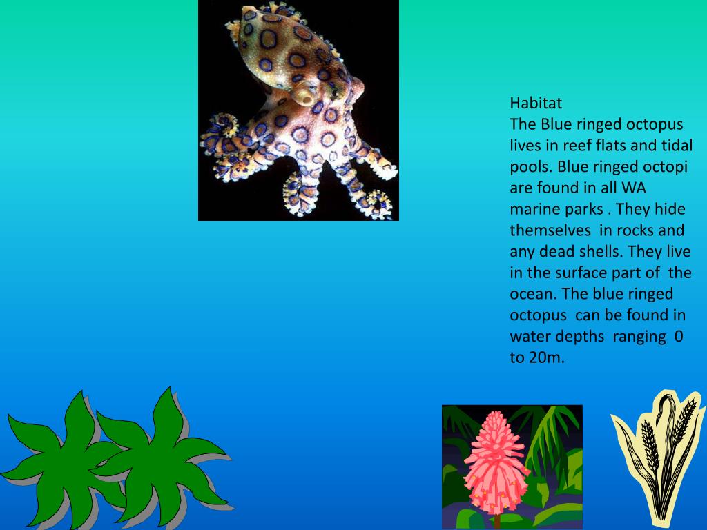 Blue Ringed Octopus Hapalochlaena Lunulata Stock Photo by  ©fran.ricc@tutanota.com 459177022