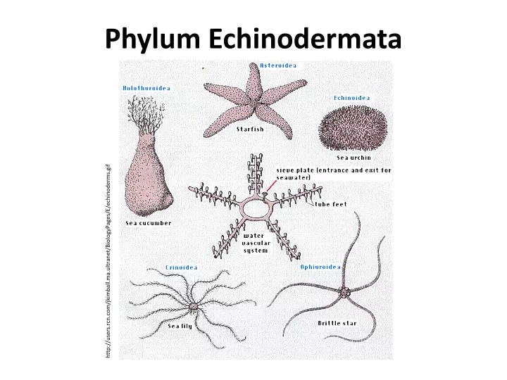 PPT - Phylum Echinodermata PowerPoint Presentation, free download - ID ...
