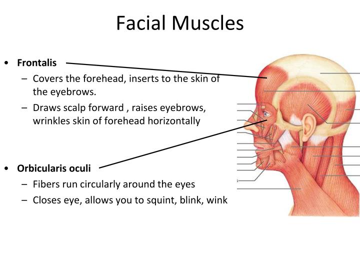 PPT - Muscles of the Head, Neck, & Trunk PowerPoint Presentation - ID