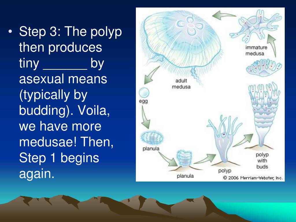 PPT - Cnidarian Reproduction and Life Cycle PowerPoint Presentation, free download - ID:1983866 PPT - Cnidarian Reproduction and Life Cycle PowerPoint Presentation, free download - ID:1983866