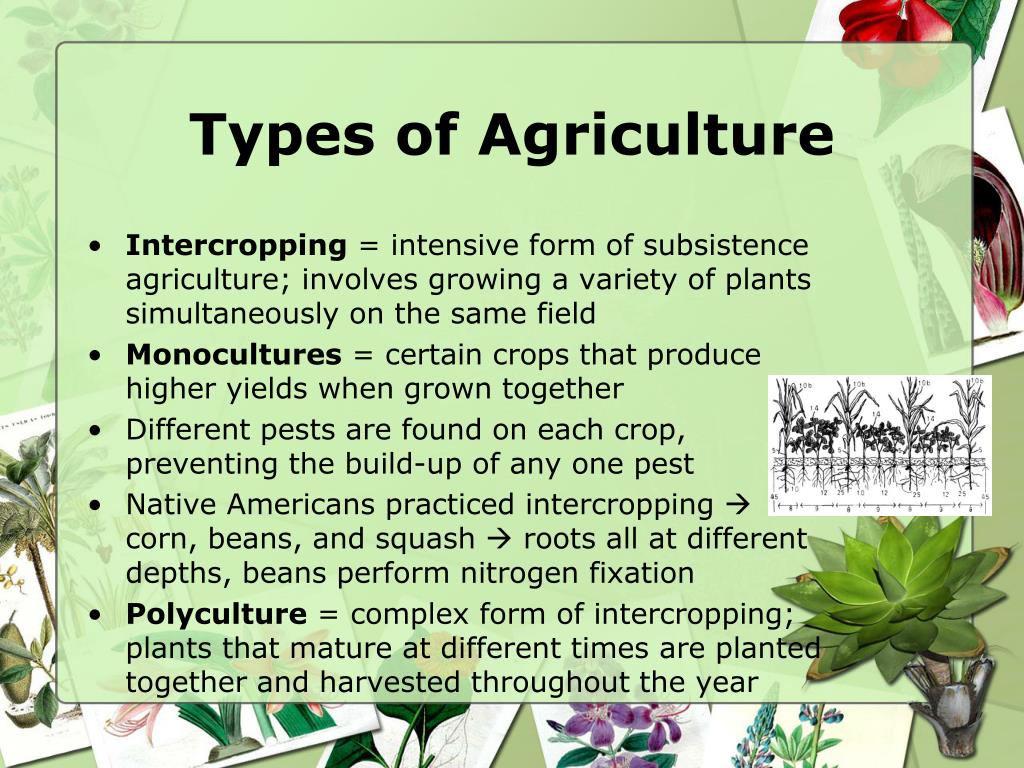 ppt-agriculture-and-pesticides-powerpoint-presentation-free-download-id-1984005
