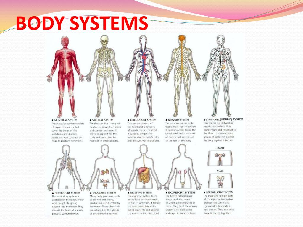 Different Human Body Systems