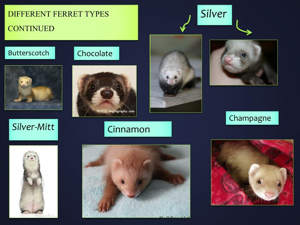 Ppt Ferrets Powerpoint Presentation Free Download Id 1984310