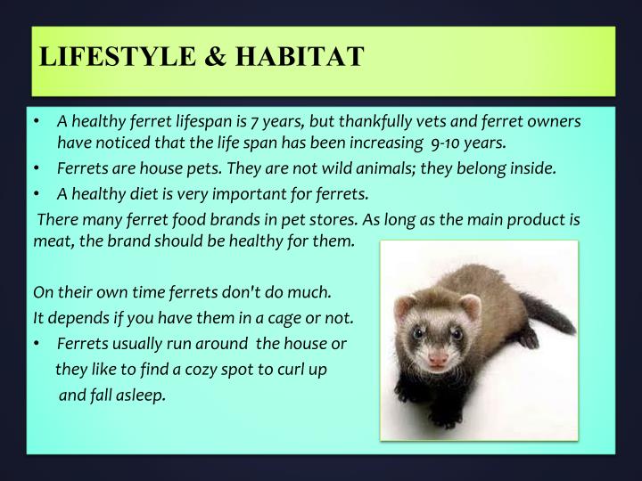 PPT - Ferrets PowerPoint Presentation - ID:1984310