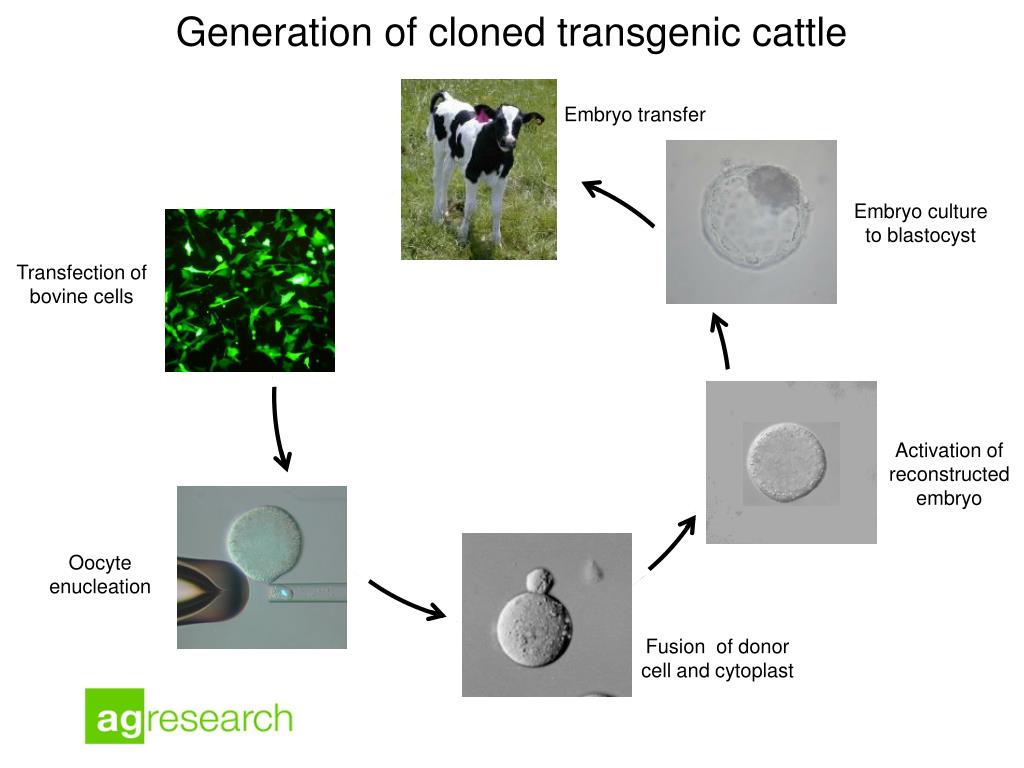 Ppt Transgenic Animals Technology And Applications Powerpoint Presentation Id 1984736