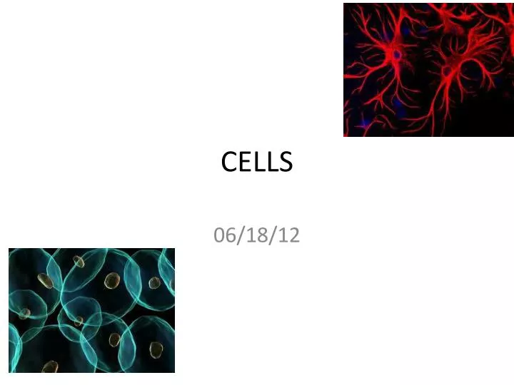 PPT - CELLS PowerPoint Presentation, Free Download - ID:1984876