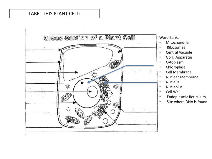 PPT - HISTORY OF CELL DISCOVERY PowerPoint Presentation - ID:1984984