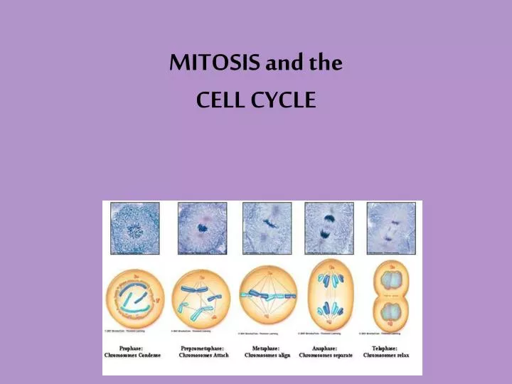 powerpoint presentation about mitosis