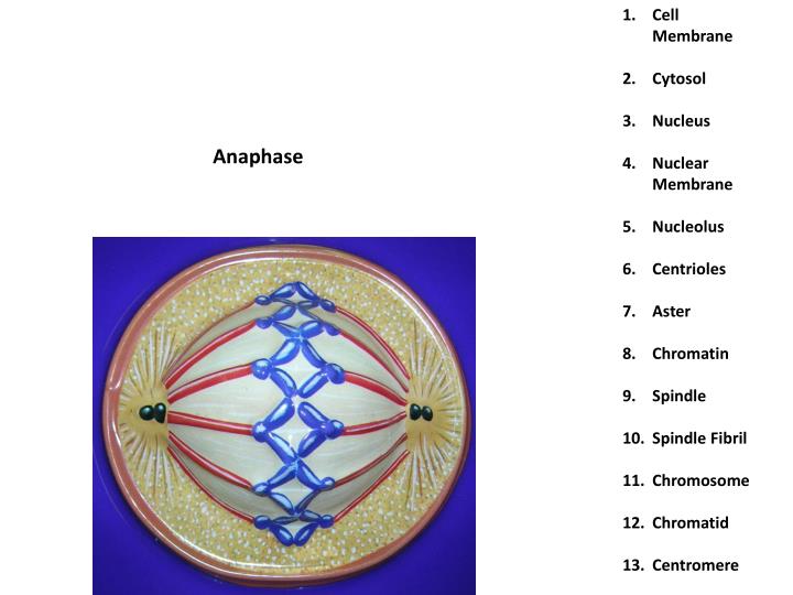 prophase metaphase anaphase telophase prophase metaphase anaphase telophase
