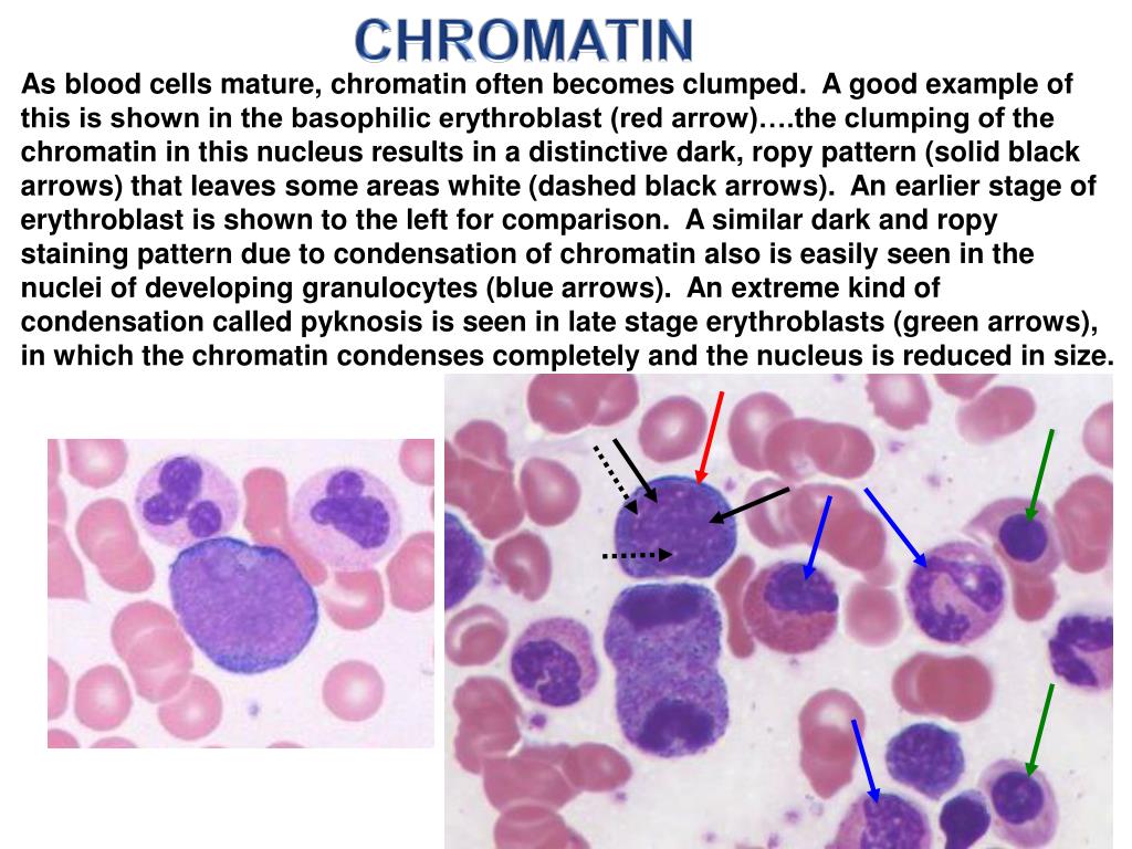 PPT Hematopoiesis Overview Digital Laboratory PowerPoint Presentation PPT Hematopoiesis Overview Digital Laboratory PowerPoint Presentation