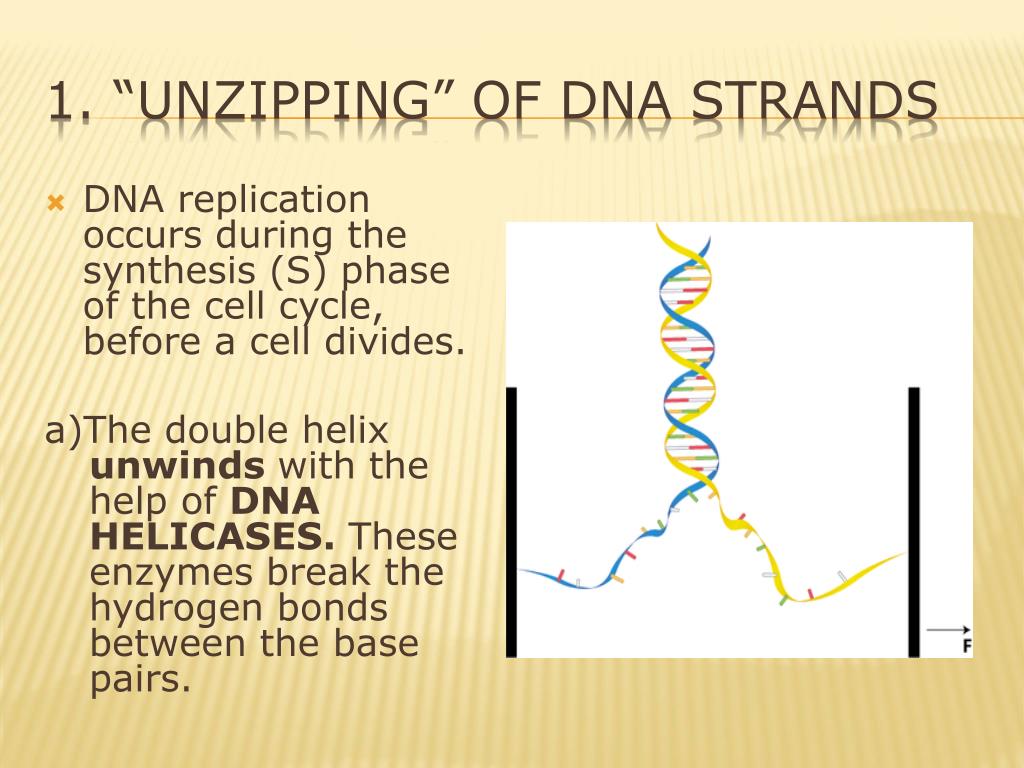 summarize the process of dna replication summarize the process of dna replication