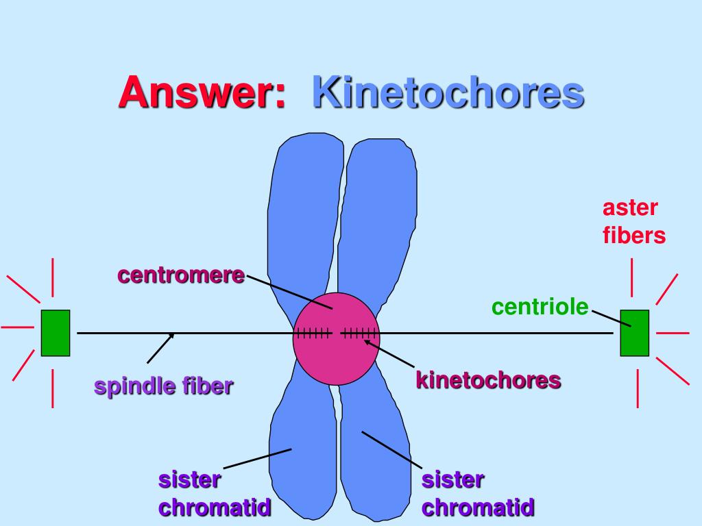 mitotic spindle definition mitotic spindle definition