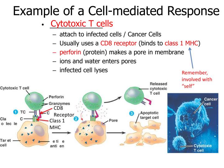 ppt 4c adaptive immunity powerpoint presentation id 1985447 cell mediated response