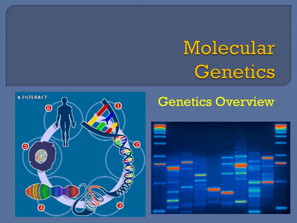Ppt Molecular Genetics Powerpoint Presentation Free Download Id