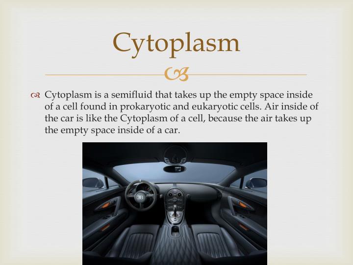 cytoplasm analogy