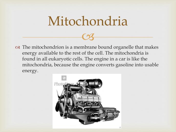 PPT - Cell to Car Analogy PowerPoint Presentation - ID:1985518