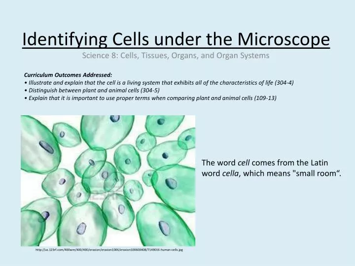 PPT - Identifying Cells under the Microscope PowerPoint Presentation, free  download - ID:1985587
