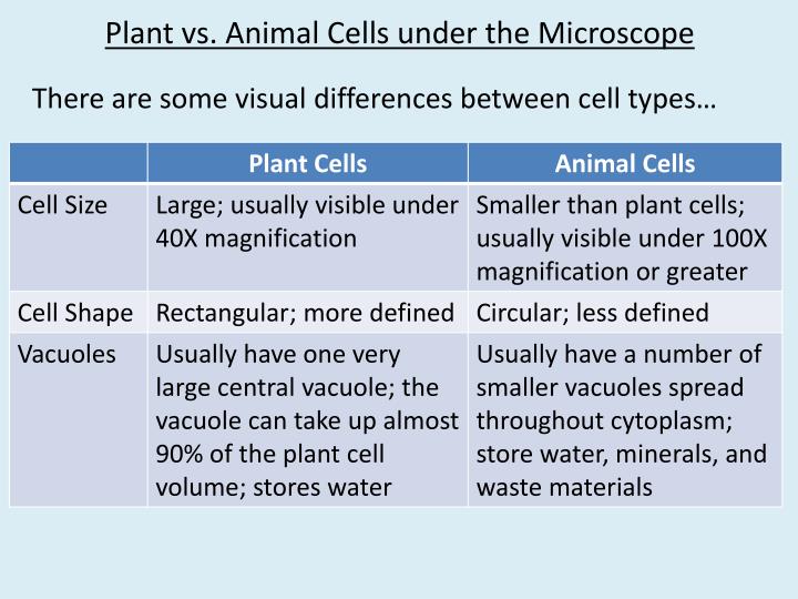 Plant And Animal Cell Under Light Microscope / Plant vs animal cell 7th : Onion cells onion cells under a microscope.