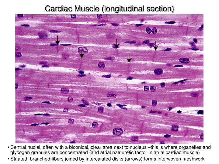 PPT - Muscle Tissue PowerPoint Presentation - ID:1985655