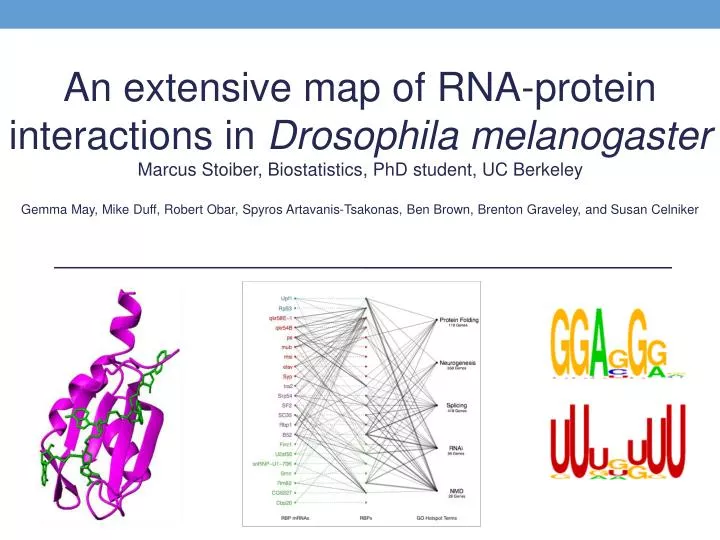 PPT - An extensive map of RNA-protein interactions in Drosophila ...
