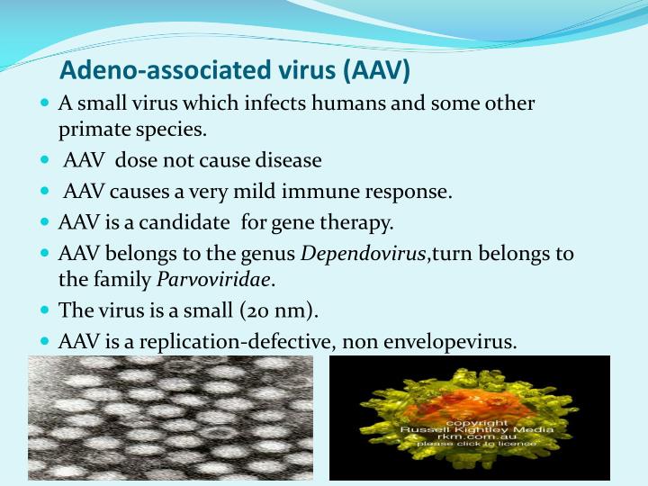 PPT - Gene therapy With Adeno -Associated Virus PowerPoint Presentation ...