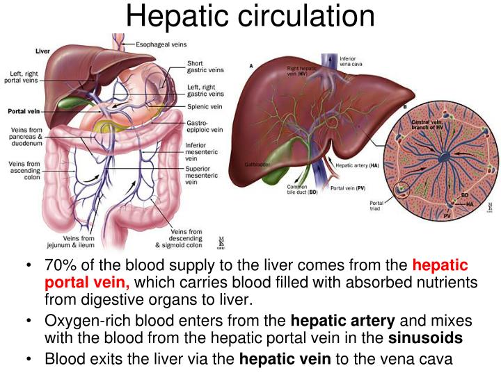 Liver Blood Flow Diagram