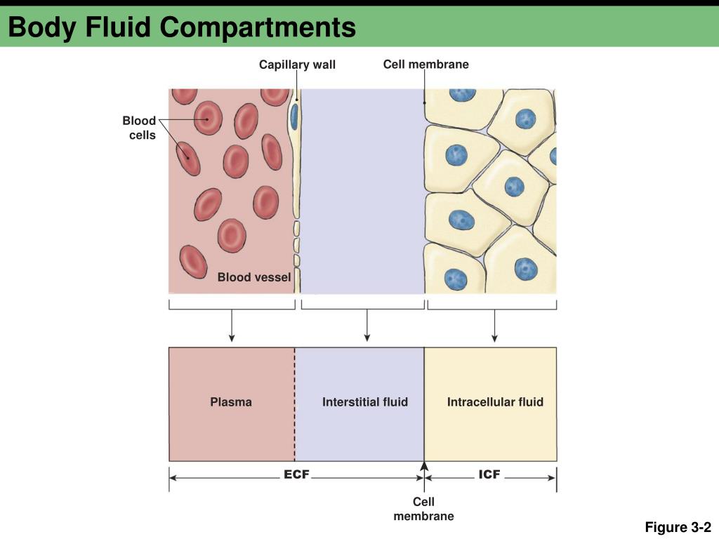 diagram intracellular extracellular body fluid compartments diagram intracellular extracellular body fluid compartments