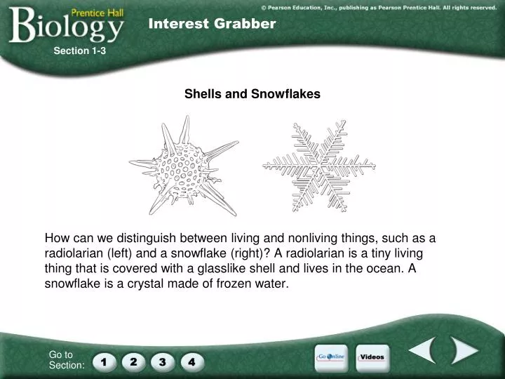 shells and snowflakes n.