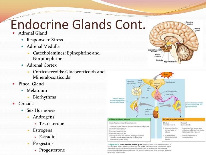 adrenal gland function ppt