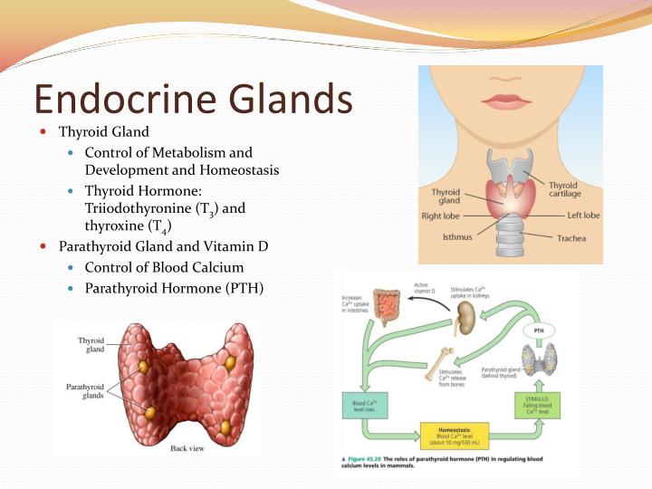 PPT - Chapter 45: Hormones and the Endocrine System PowerPoint