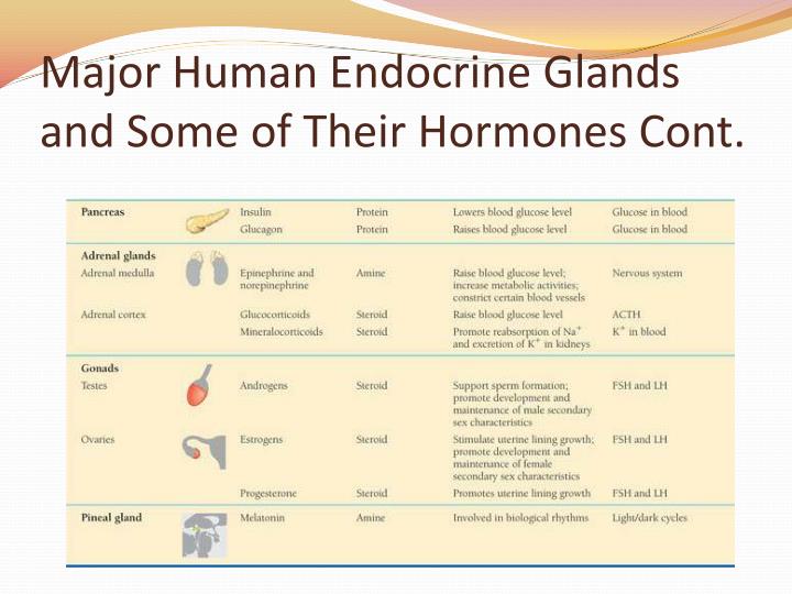 PPT - Chapter 45: Hormones and the Endocrine System PowerPoint