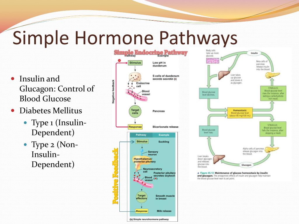 Chapter 45 Hormones and the Endocrine System PowerPoint Biology Diagrams
