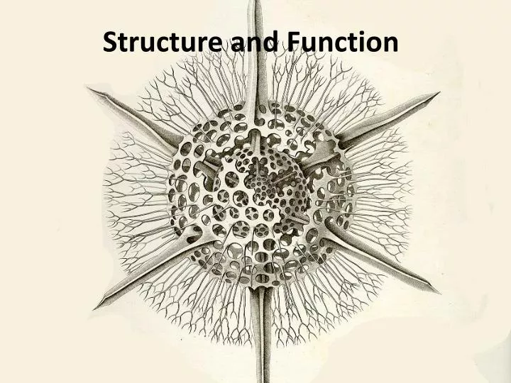 PPT - Structure and Function PowerPoint Presentation, free download ...