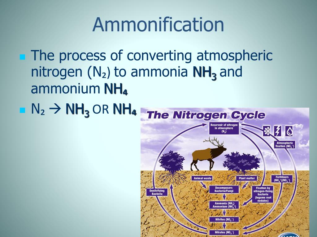 ammonification-nitrification-and-denitrification-biogeochemical-cycles